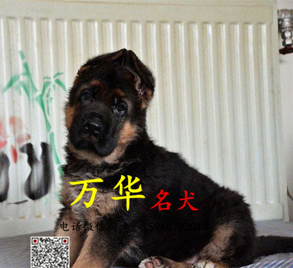 纯种锤系德牧出售 多种血统德牧可挑选 签署协议