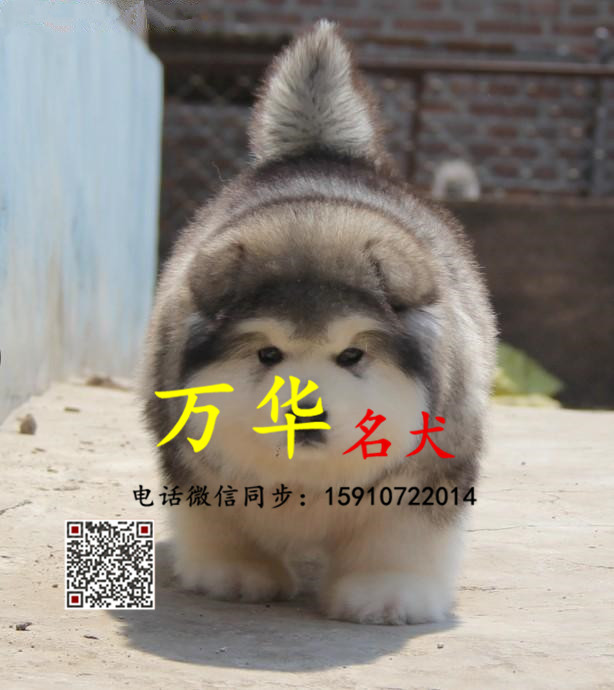 巨型熊版阿拉斯加出售 阿拉加斯价格 阿拉斯加繁殖基地