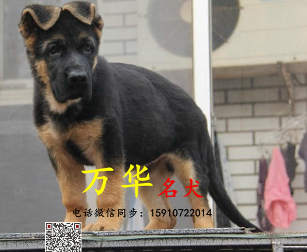 北京犬舍哪卖锤系德牧,德牧图片，德国牧羊犬多少钱
