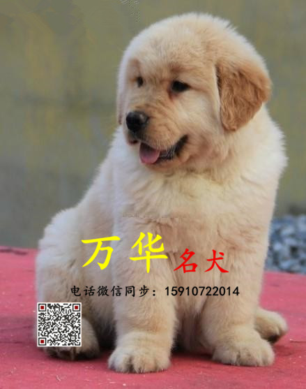 北京哪里卖大骨架金毛 北京金毛犬幼犬多少钱一只