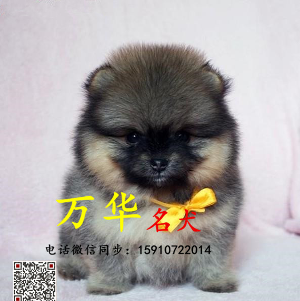 俊介犬多少钱  哈多利球体博美多少钱  博美犬舍