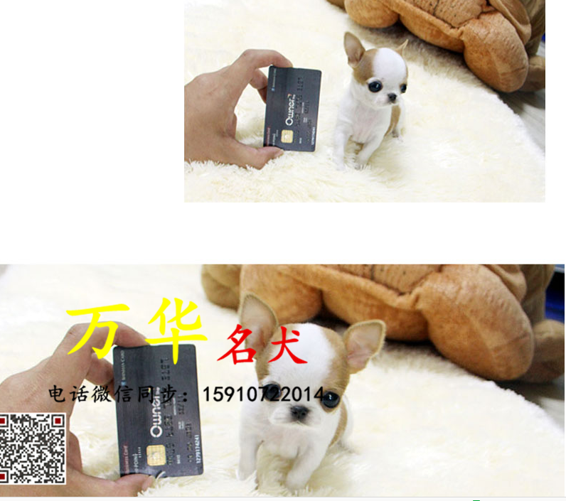 北京哪里出售吉娃娃 吉娃娃颜色  吉娃娃照片 吉娃娃犬舍