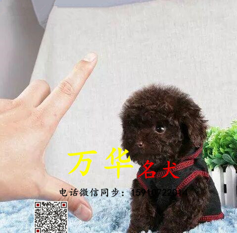 哪里有卖纯种泰迪的 北京纯种泰迪幼犬出售 全国包运