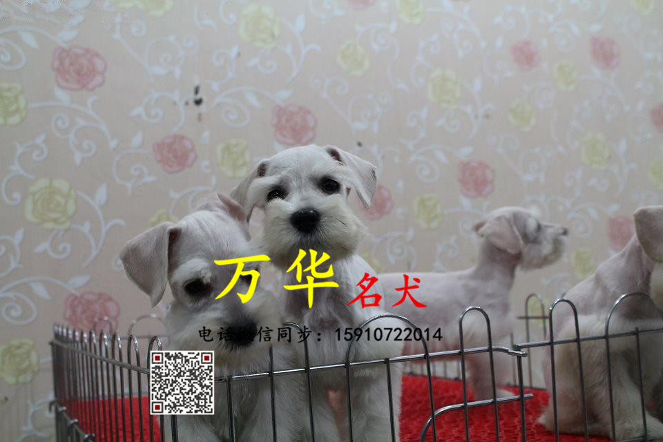 纯种雪纳瑞幼犬 雪纳瑞价格多少 纯种雪纳瑞多少钱