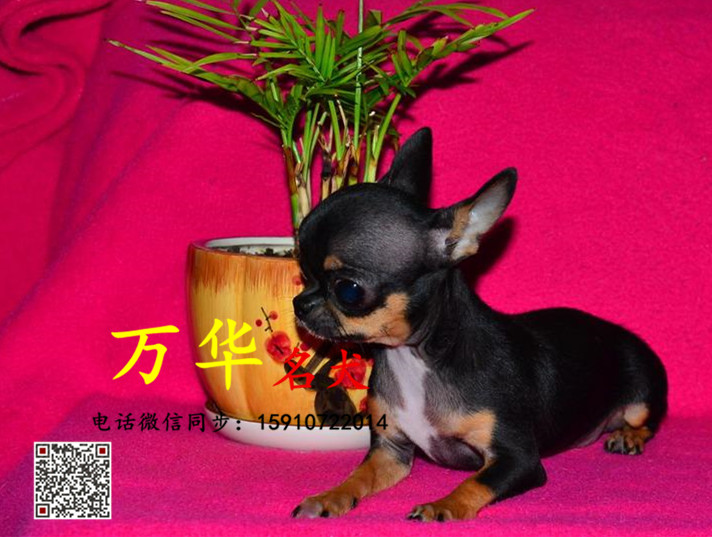 北京吉娃娃犬舍 吉娃娃价格 吉娃娃图片 吉娃娃多少钱