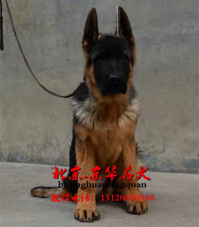 现在德牧都是钱一只，德牧小狗好养吗