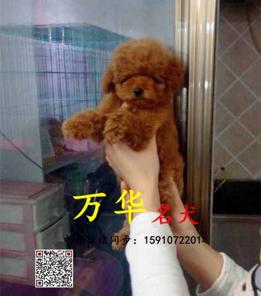北京家庭繁殖泰迪熊 健康有保障 纯韩系血统