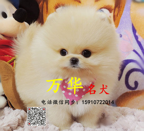 北京博美怎么卖 北京博美多少钱 博美图片