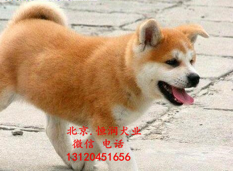 哪有纯种秋田犬出售的，秋田多少钱