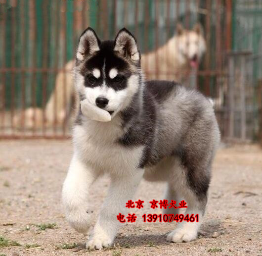 纯种哈士奇出售 赛系三火蓝眼哈士奇 哈士奇犬舍直销