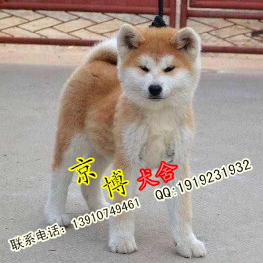 哪里卖纯种秋田 赛级日系秋田犬价格 北京秋田养殖基地