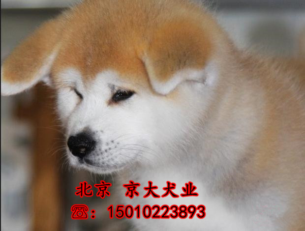 赛级秋田犬 北京纯种秋田多少钱一只