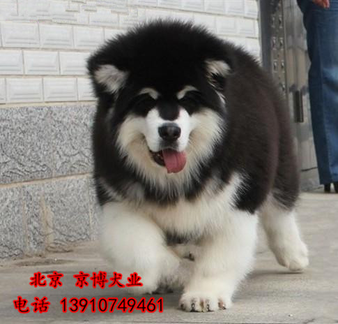 纯种阿拉斯加价格 出售熊版阿斯拉加 北京巨型阿拉斯加犬舍