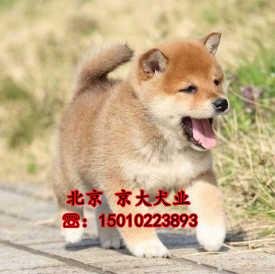 赛级柴犬 北京柴犬多少钱  柴犬犬舍