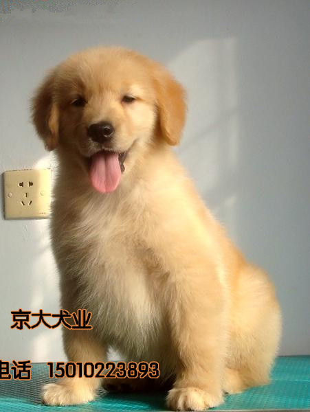 赛级金毛犬  北京纯种金毛幼犬出售  金毛犬舍