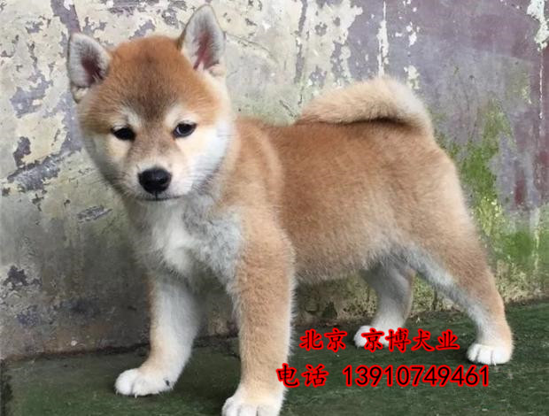 赛级柴犬哪里卖 北京日系柴犬多少钱一只 柴犬犬舍