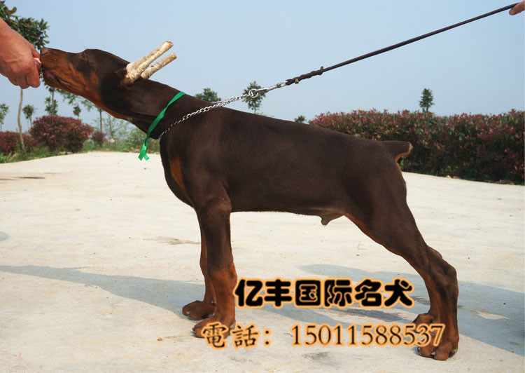 赛级杜宾幼犬 双血统杜宾哪里有 可送货