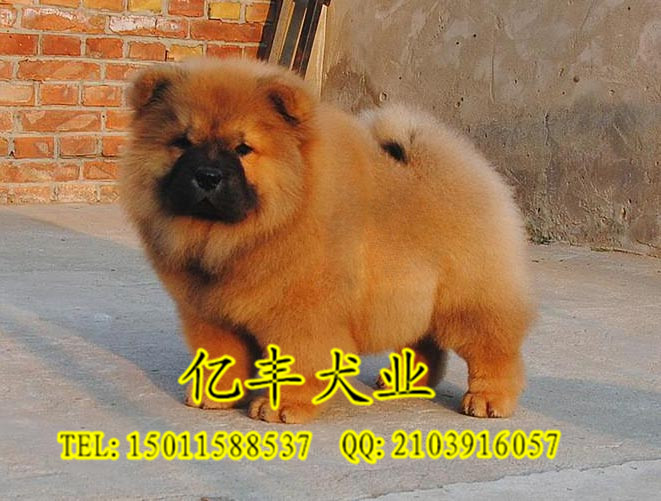 双血统松狮多少钱 纯种松狮哪里有 可送货