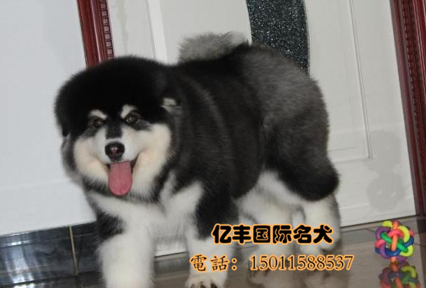 精品阿拉斯加多少钱 纯种阿拉斯加幼犬 亿丰犬舍