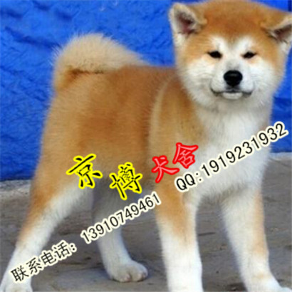 日系秋田犬 北京双血统秋田价格 秋田图片 京博犬舍