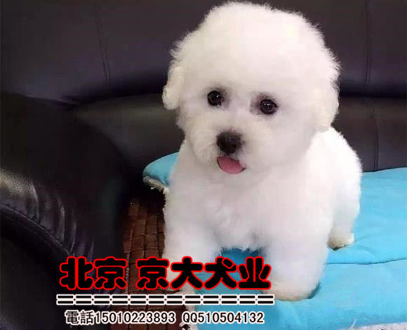 赛级比熊犬 北京赛级比熊多少钱一只 比熊犬舍