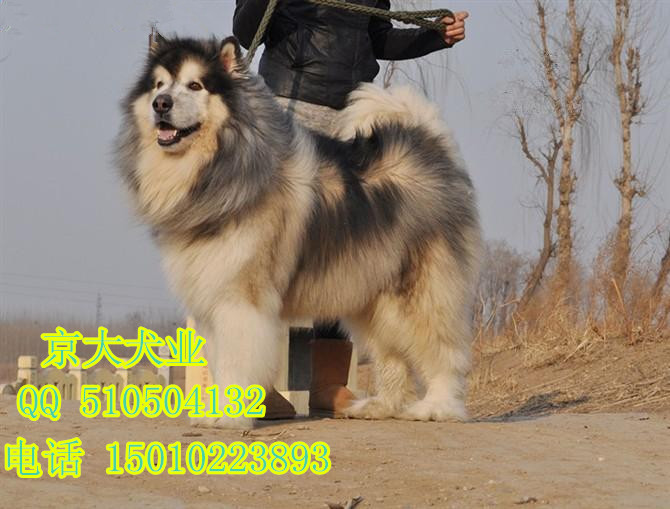 巨型阿拉斯加犬  北京纯种阿拉斯加幼犬出售