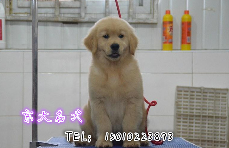 北京赛级金毛 纯种金毛多少钱一只 金毛犬舍