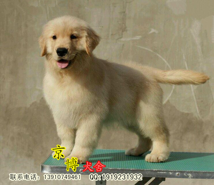 纯种3个月金毛犬出售 金毛价格 北京金毛犬舍