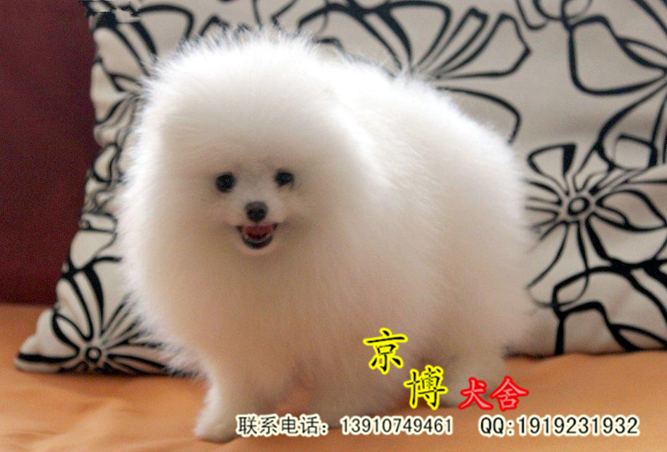 哈多利球体博美出售 cku认证犬舍 北京博美养殖基地