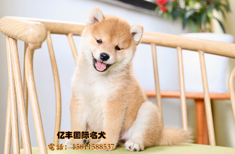 出售纯种柴犬 柴犬价格 保纯种保健康