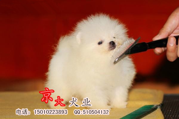 北京赛级博美  球体博美价格  博美犬舍