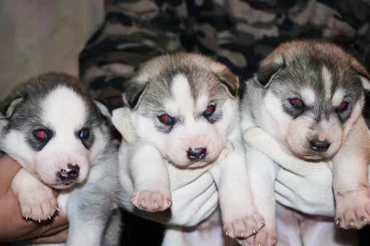 【养狗】犬舍直销【灰白色】哈士奇,双蓝眼,保证健康纯种,协议保障