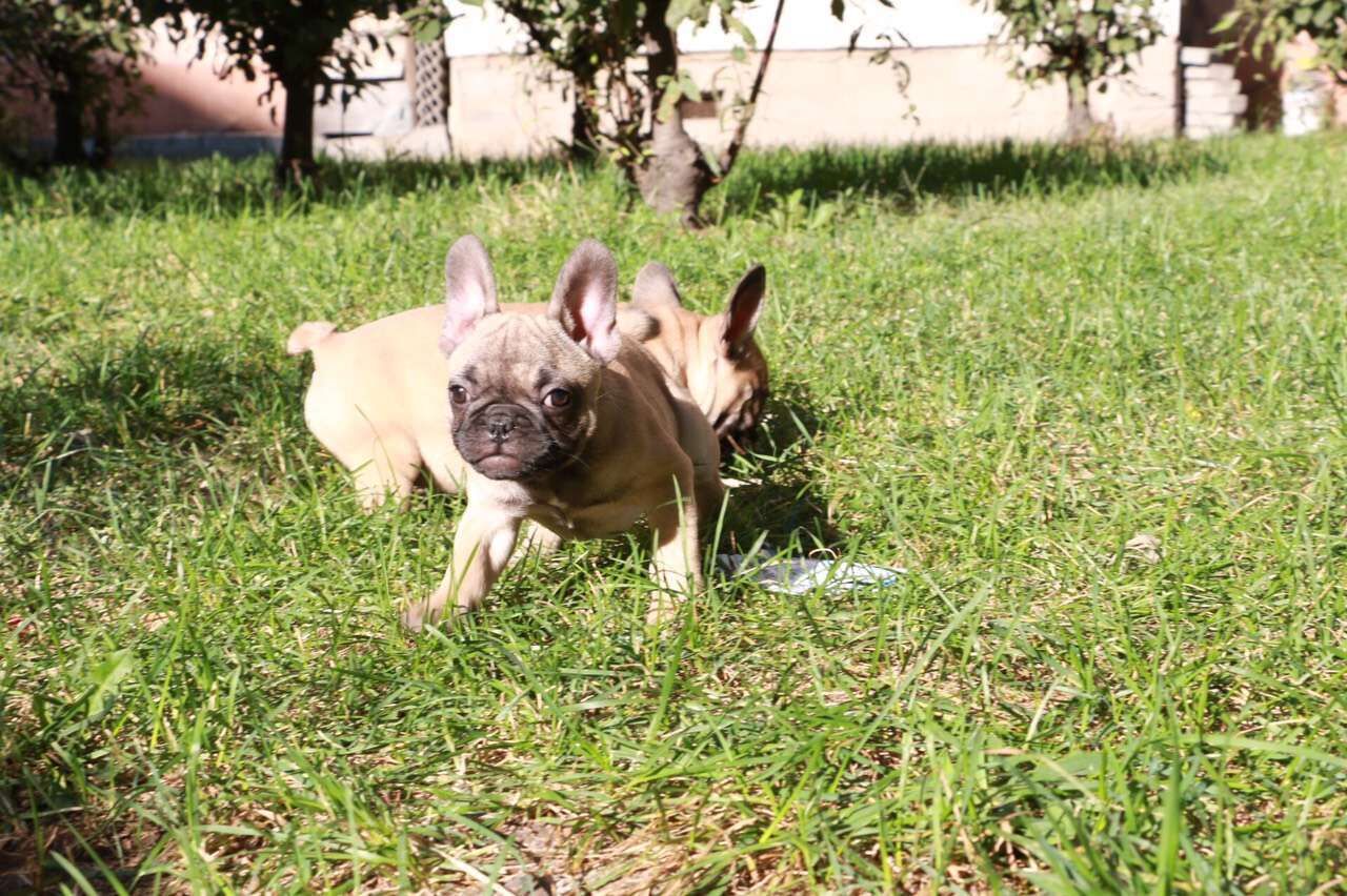 [广东省广州]高品质极品 纯色法国斗牛犬 自然螺旋尾_爱宠集市