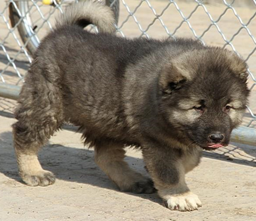 出售纯种熊版大头版大骨架好毛量高加索幼犬多只选择
