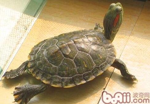 出售家养巴西龟