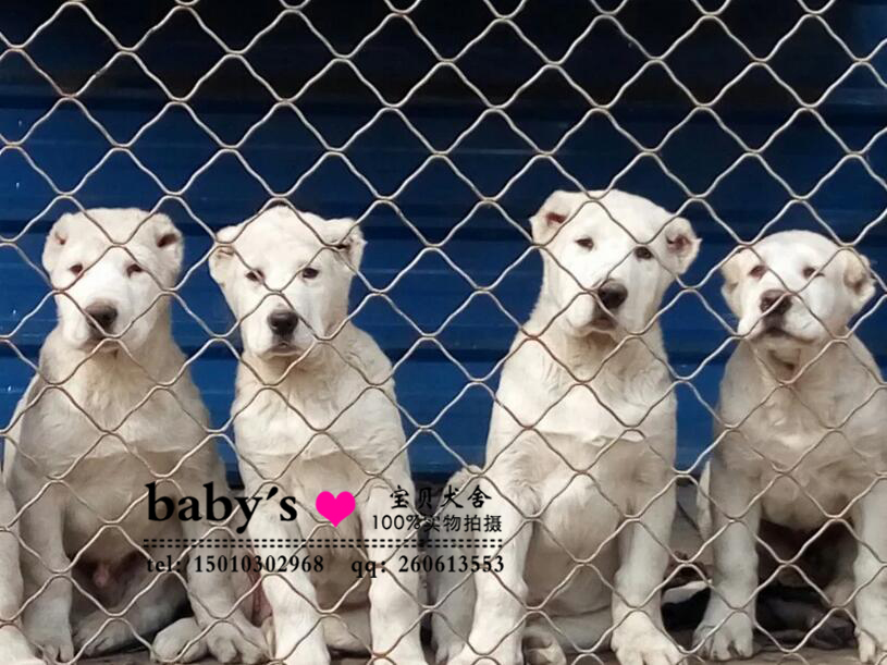 霸气大骨架中亚牧羊犬 疫苗驱虫已做 签协议带证书 多只可选