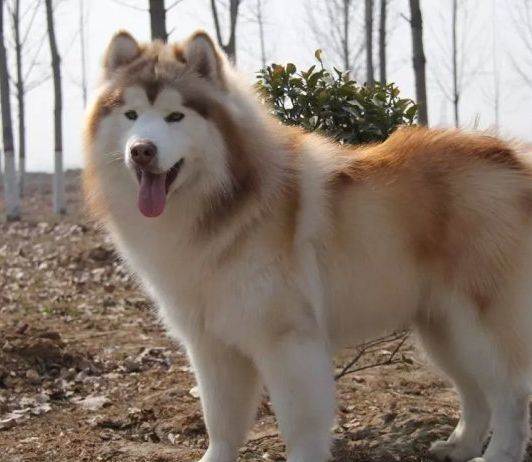 红桃阿拉斯加 红桃阿拉斯加价格