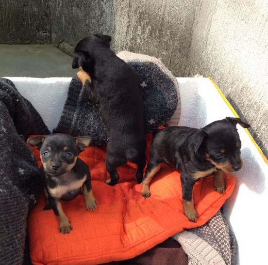 纯种小鹿犬 专业繁殖小鹿幼犬 精品茶杯小鹿