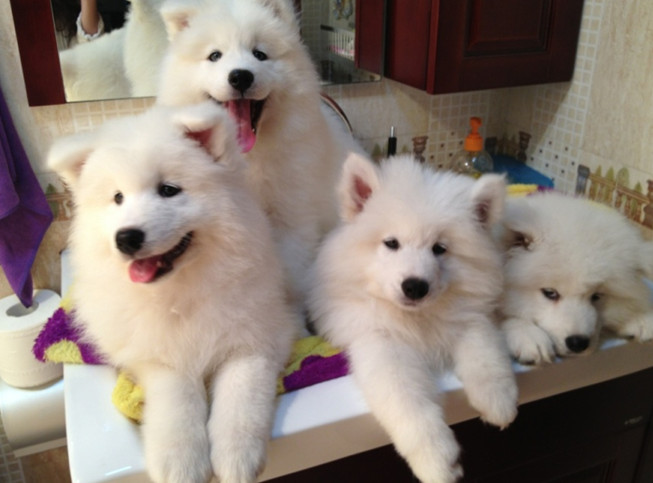 成都狗场萨摩耶犬热销,极品萨摩耶,加微信,基地见面交易