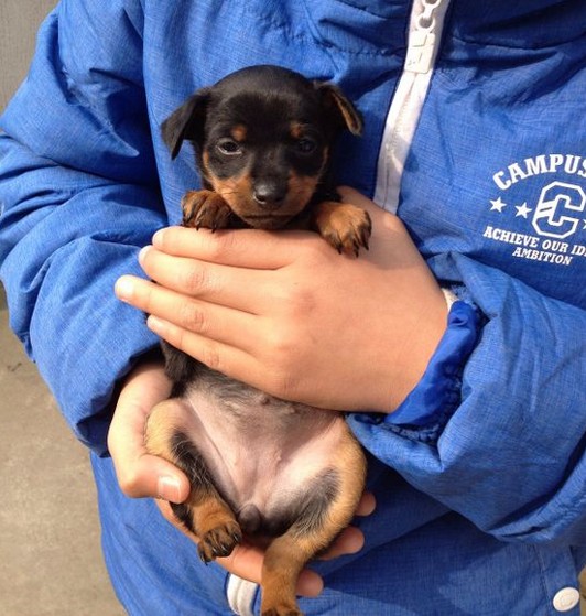 纯种小鹿犬 专业繁殖小鹿幼犬 精品茶杯小鹿