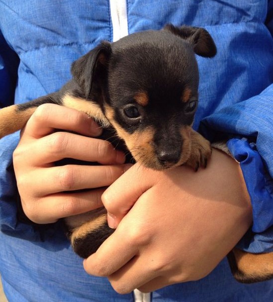 纯种小鹿犬 专业繁殖小鹿幼犬 精品茶杯小鹿