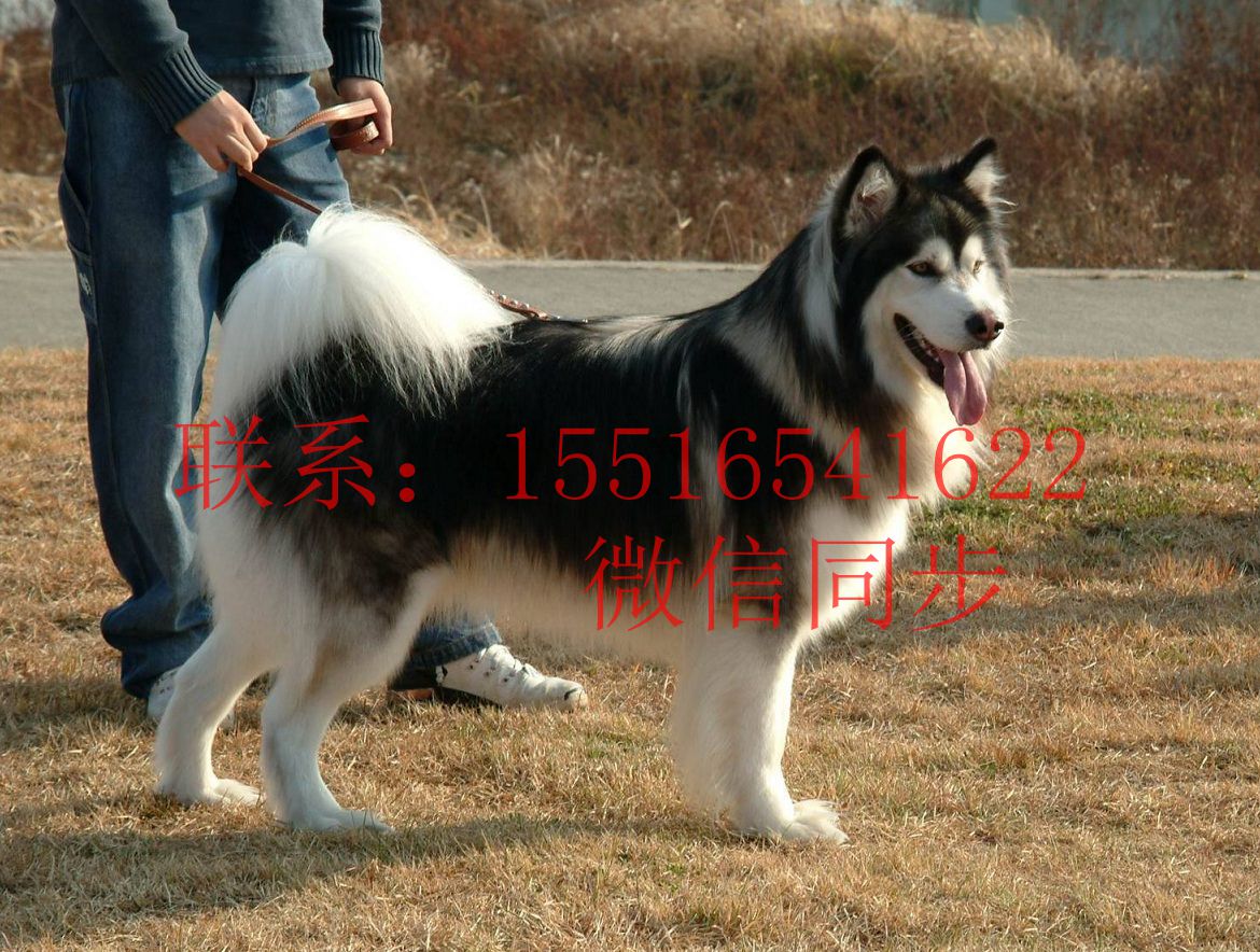 巨型黑桃阿拉斯加价格 巨型黑桃阿拉斯加