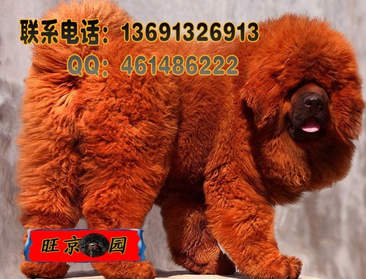 北京出售藏獒幼犬哪里卖纯种藏獒