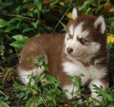 粤莱犬舍极品二哈表情帝三火蓝眼哈士奇宝宝疫苗驱虫已做完