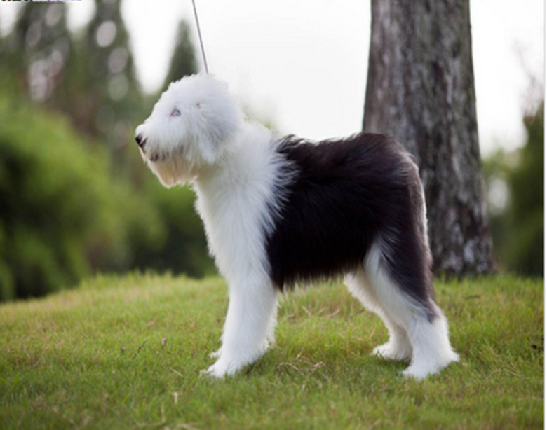 纯种可爱古牧幼崽宝宝白头通背四蹄踏雪品相气质好