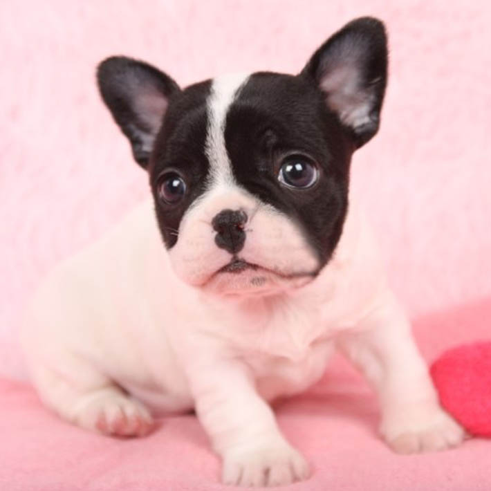 纯种法国斗牛犬 专业繁殖法斗幼犬 广州狗场出售法国斗牛犬