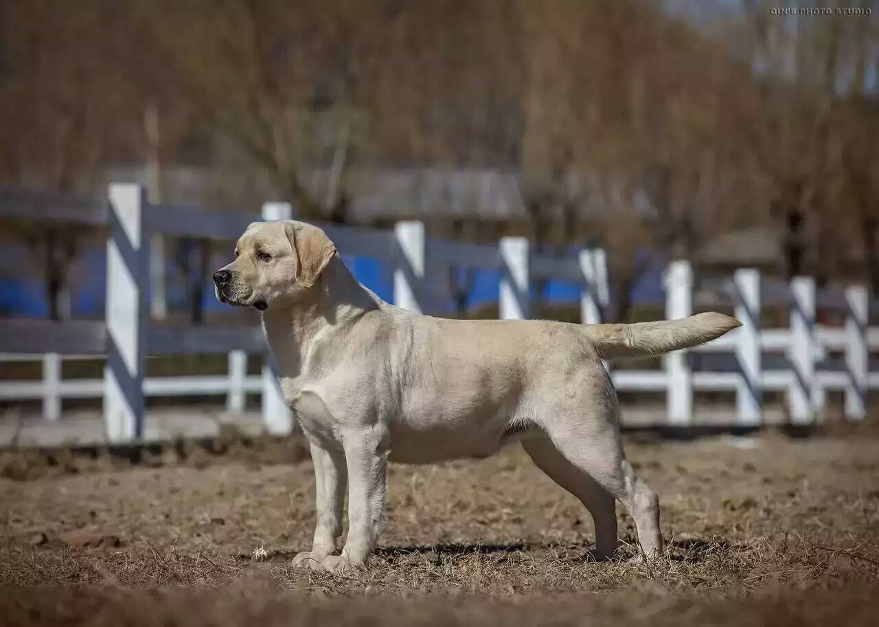 高品质拉布拉多中韩登录冠军直女出售