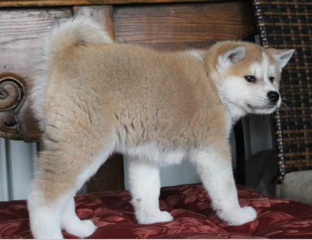 重庆万盛区出售纯种秋田犬 担保交易一个月犬瘟细小 全国配送