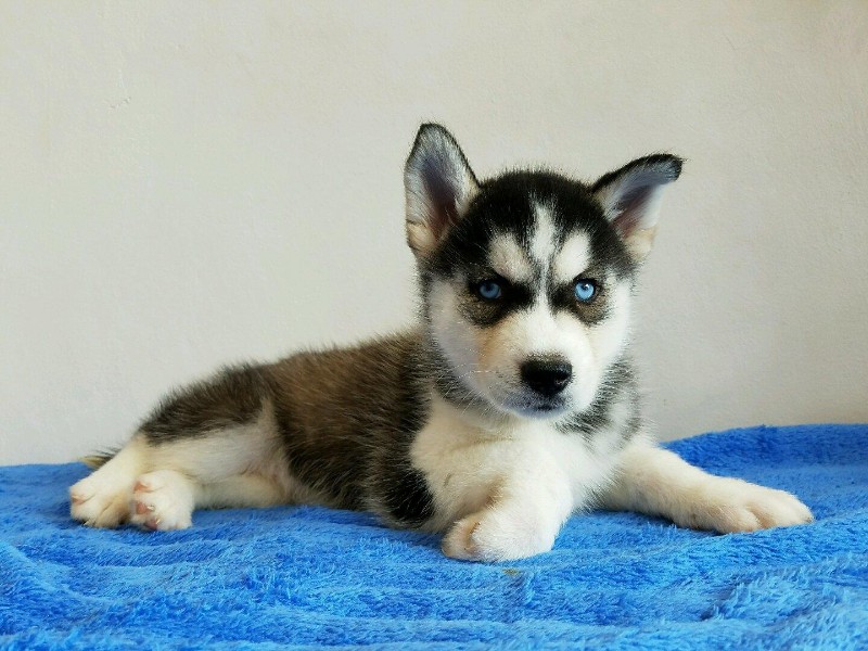 纯种蓝眼哈士奇 熊版哈士奇出售 签协议包养活