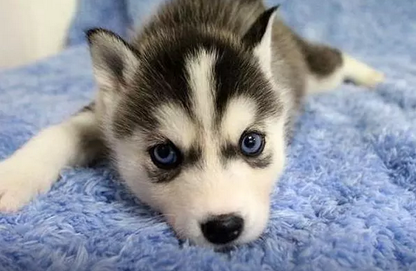 纯种蓝眼哈士奇 熊版哈士奇出售 签协议包养活